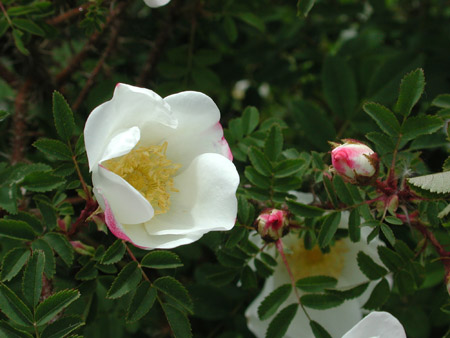 Rosa pimpinellifolia, the burnet rose (also known as Scotch Rose