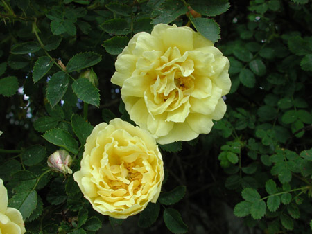 Peter D. A. Boyd's article on 'Scots Roses - past and present
