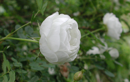 Altai Scots Rose (Rosa spinosissima) in Drums Mountaintop Wilkes