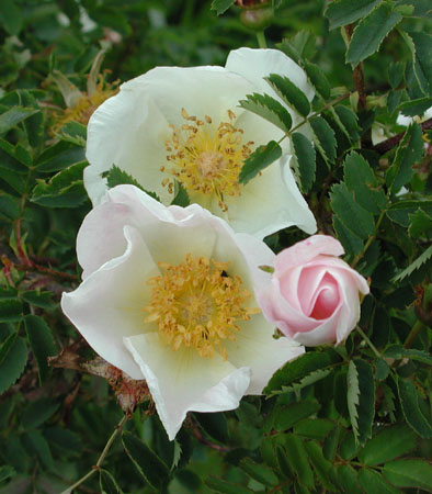 Rosa pimpinellifolia, the burnet rose (also known as Scotch Rose