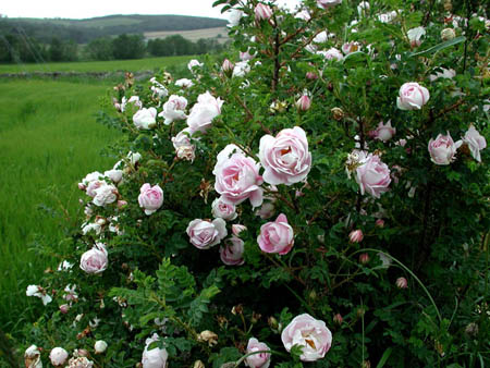 Rosa spinosissima (Scotch rose): Go Botany