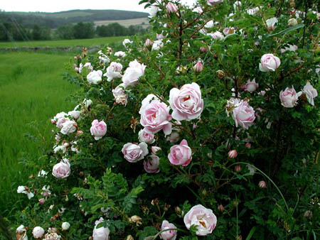 Burnet Rose Scotch Briar Scotch Rose (Rosa pimpinellifolia Rosa