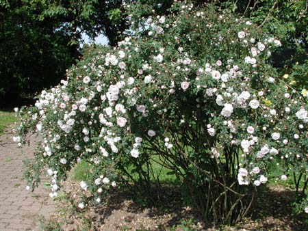 Peter D. A. Boyd's article on 'Scots Roses, Scotch Roses, Burnet
