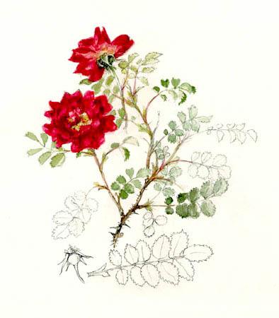 Peter D. A. Boyd's article on 'Scots Roses - past and present