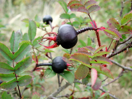 Rosa spinosissima (Burnet Rose, Scotch Rose, Scottish Briar