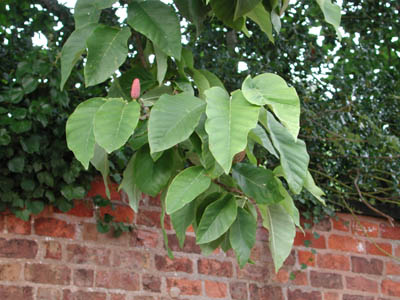 magnolia tree leaves. Cucumber Tree Magnolia