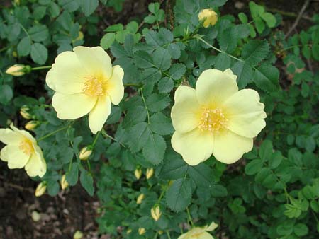 Scotch Rose Hedging  Rosa pimpinellifolia - Roots Plants