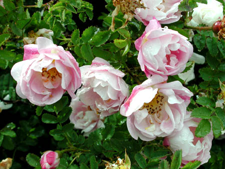 Peter D. A. Boyd's article on 'Scots Roses, Scotch Roses, Burnet