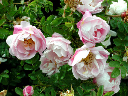 Scotch Rose Blossoms in Spring Garden Stock Image - Image of