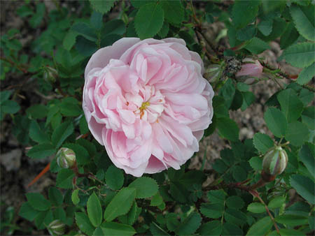 R. pimpinellifolia 'Mary Queen of Scots