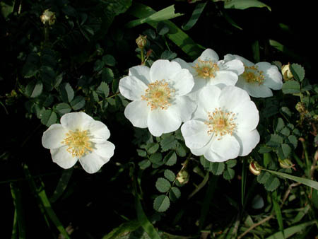 Rosa spinosissima 'Dunwich Rose', Rosa spinosissima 'Dunwic…